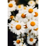 Photo Gros Plan De Fleurs De Marguerite Blanche