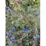 IMG_20250909_190452