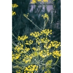 3657-cs400-photos-gratuites-de-a-base-de-plantes-amerique-du-nord-arriere-plan-vert