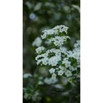 Capture détaillée de fleurs d'aubépine en fleurs au milieu d'une verdure luxuriante, parfaite pour les amoureux de la nature