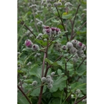 Photos gratuites de à base de plantes, appareil photo reflex numérique, arctium