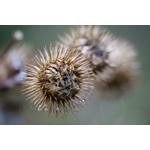 Photos gratuites de acéré, acuité, arctium
