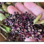 Poivre Sichuan Rouge 3