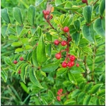 Poivre Sichuan Vert 1