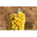 Photos gratuites de abeille, beauté dans la nature, beauté naturelle