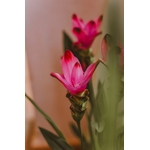 Photos gratuites de affichage de fleurs, arrangement floral, beauté du jardin