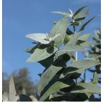 FEG10-03 - HE Eucalyptus globuleux 10 ml