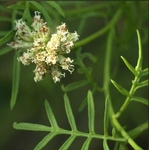 AAP5-03 - Huile essentielle Manavao 5 ml