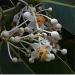 GCI50-03 - HV Calophylle 50 ml