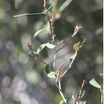 Croton Geayi
