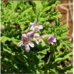 Géranium Bourbon