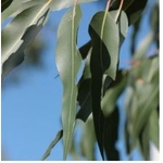 FEC10-03 - HE Eucalyptus Citronné 10 ml