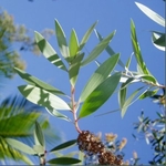 Niaouli