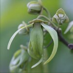 Ylang Ylang