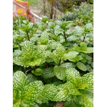 Des plantes de menthe vibrantes prospérant dans un jardin, mettant en valeur leurs feuilles vertes fraîches