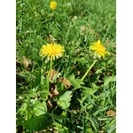 IMG_20250407_152746