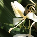 Gingembre Papillon