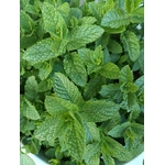 Menthe verte