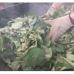 ALTN1-06 - Emeraude en infusettes