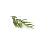 olivier-macerat-de-bourgeons-bio (3)