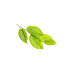orme-macerat-de-bourgeons-bio (2)