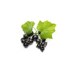 cassis-macerat-de-bourgeons-bio (2)
