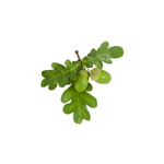 chene-macerat-de-bourgeons-bio (3)