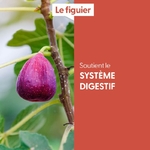 figuier-macerat-de-bourgeons-bio (5)