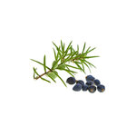 genevrier-macerat-de-bourgeons-bio (3)