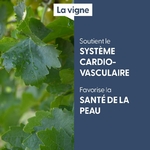 vigne-macerat-de-bourgeons-bio (2)