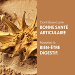 teinture-mere-harpagophytum-bio-cds (3)