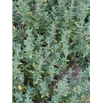 Thym 1