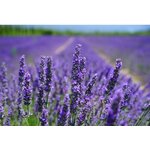 2678-cs400-photographie-de-mise-au-point-de-fleurs-petales-pourpres