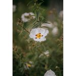 5295-cs400-gros-plan-de-delicates-fleurs-blanches-en-fleurs-dans-le-jardin-de-mo