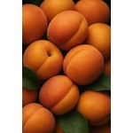 Gros plan vibrant dabricots mûrs avec des feuilles vertes, mettant en valeur des fruits frais et juteux en été