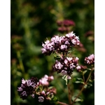 photos-gratuites-de-aromatique-beaute-du-jardin-beaute-naturelle