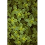 photos-gratuites-de-a-base-de-plantes-aliments-aromatherapie