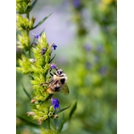 Abeille collectant le nectar dune fleur dhysope vibrante, mettant en valeur la pollinisation naturelle