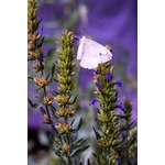 Délicat papillon blanc perché sur des fleurs dhysope vibrantes dans un jardin français