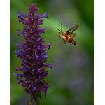 Photos gratuites de agastache foenicule, anis hysope, beauté naturelle