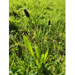 Le plantain