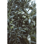 3663-cs400-photos-gratuites-de-agriculture-agriculture-mediterraneenne-agriculture-traditionnelle