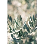 5467-cs400-photos-gratuites-de-agriculture-arbre-bokeh