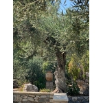 photos-gratuites-de-arbre-antique-arbres-beaute-naturelle