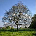 5476-cs400-un-seul-arbre-se-dresse-fierement-dans-une-prairie-verte-vibrante-sous-le-ciel-bleu-clair