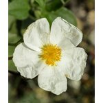 Prise de vue détaillée dune fleur de ciste blanche (Cistus) avec un centre jaune vif, mettant en valeur sa texture