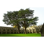 Photos gratuites de ancien, angleterre, arbres