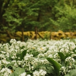 Photos gratuites de ail sauvage, allium ursinum, beaucoup