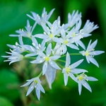 Photos gratuites de ail sauvage, allemagne, allium ursinum