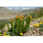 RH50-03 - Teinture Rhodiola